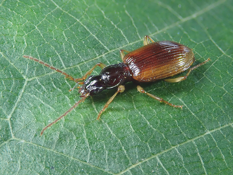 Carabidae: Oxypselaphus obscurus